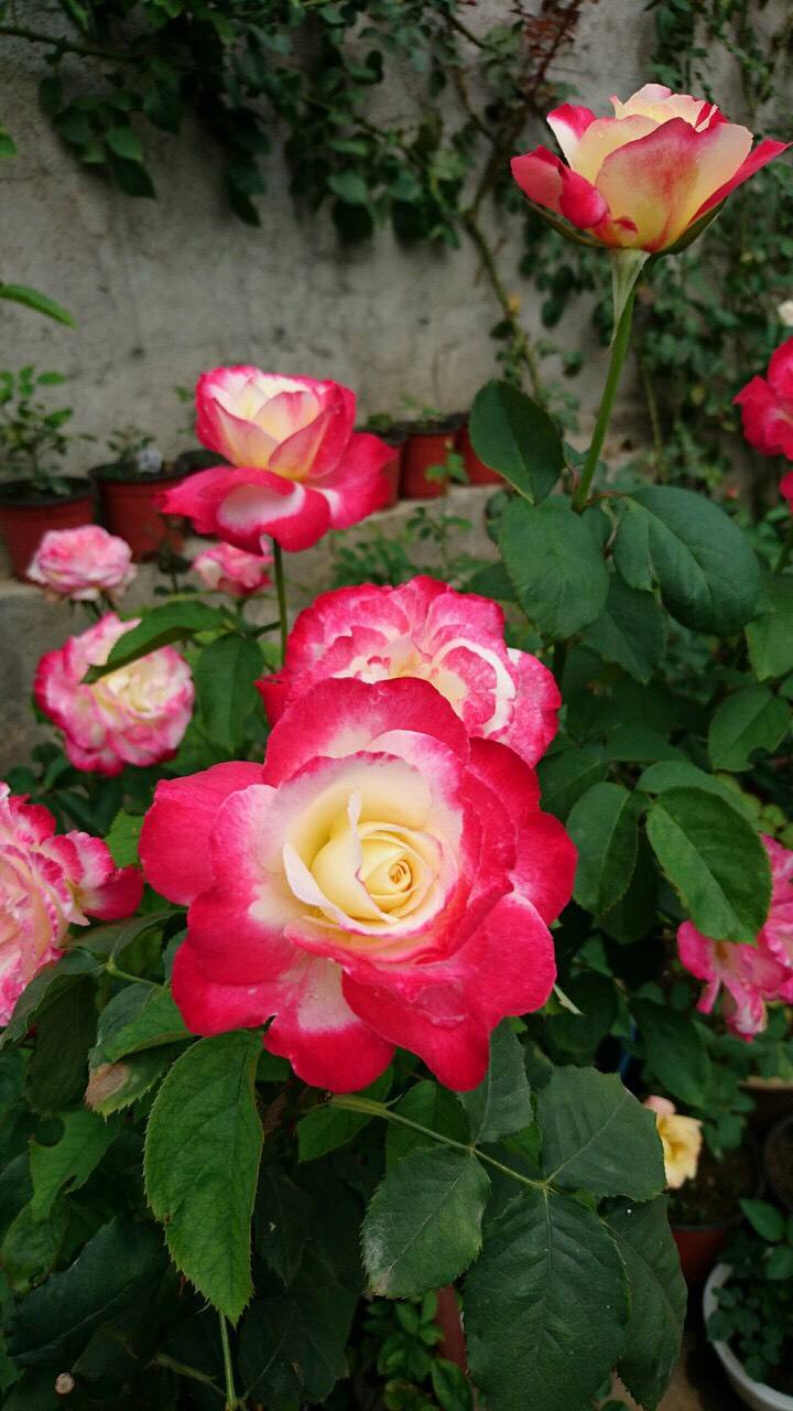 惠惠的红丝绒月季,惠惠月季