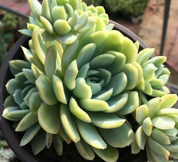 多肉植物掉叶什么情况用肥,多肉植物为什么老是掉叶子