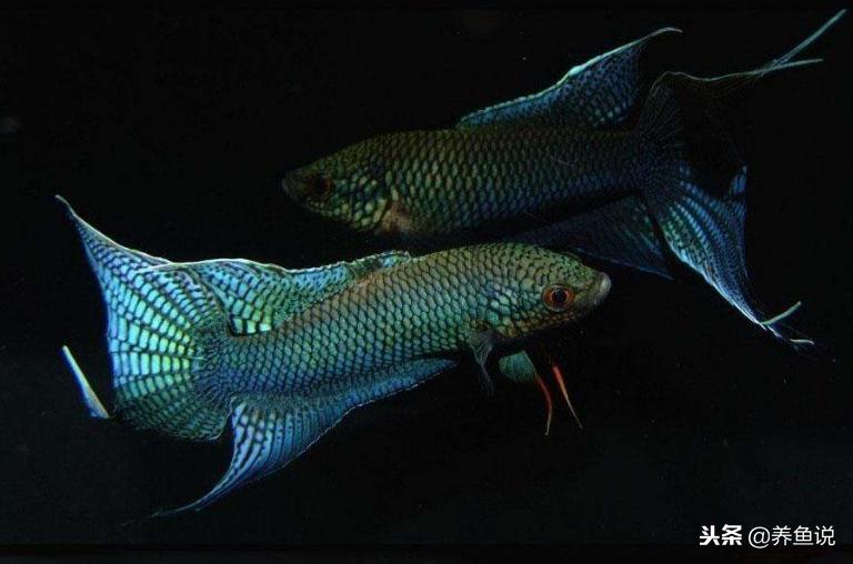 观赏鱼全部种类名字 (观赏鱼品种科普)