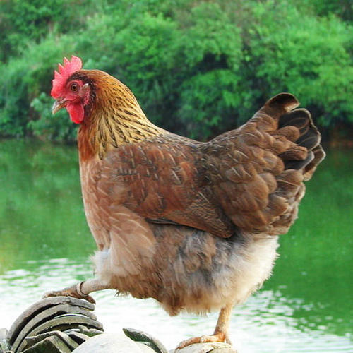 优质土鸡品种有哪些,湖南养土鸡什么品种最好