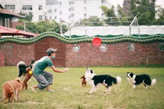 什么地方适合带猫狗玩耍,北京铲屎官可以带狗玩的地方