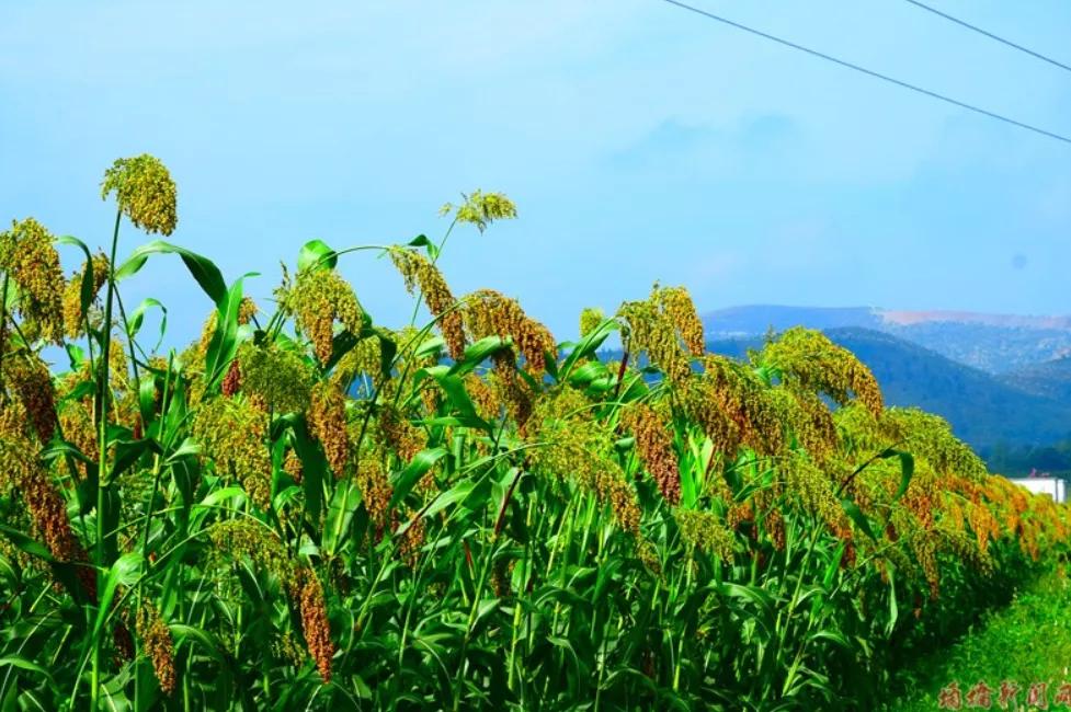 来赴一场雪乡长白山之约,来赴一场冬日的黄金之约