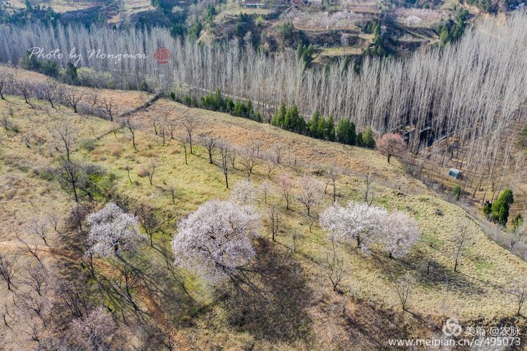 河南灵宝百年古杏林花开遍山野,灵宝北沟古杏林图片