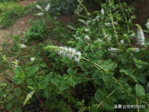 薄荷和什么煲祛风的效果好,哪种薄荷有祛风散寒作用