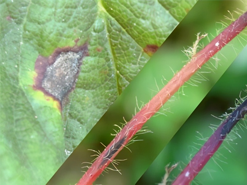 草莓土壤里有虫怎么处理,草莓棚四大病害