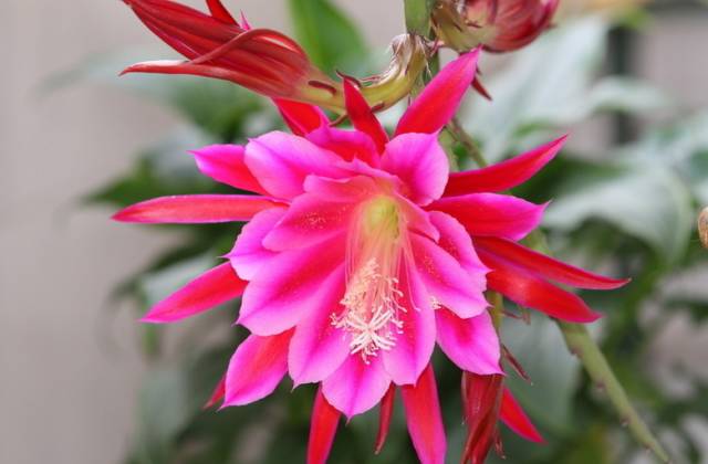 50种常见花卉浇水技巧,50种花卉种植技巧