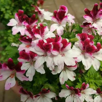 10种天竺葵,天竺葵100种图片大全