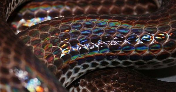 天生怕蛇注意什么,怕蛇的遇到蛇应该怎么办