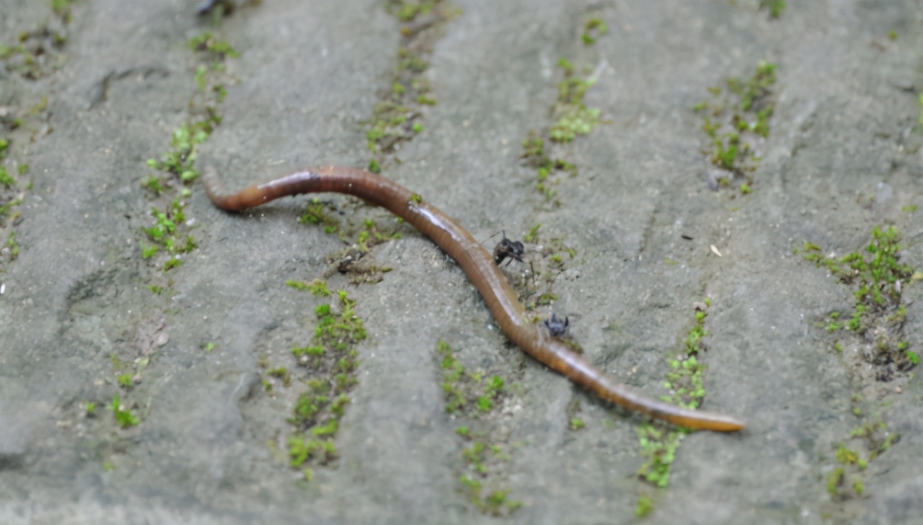 养花小技巧肥料配方表大全,巧施花肥你也能成为养花高手