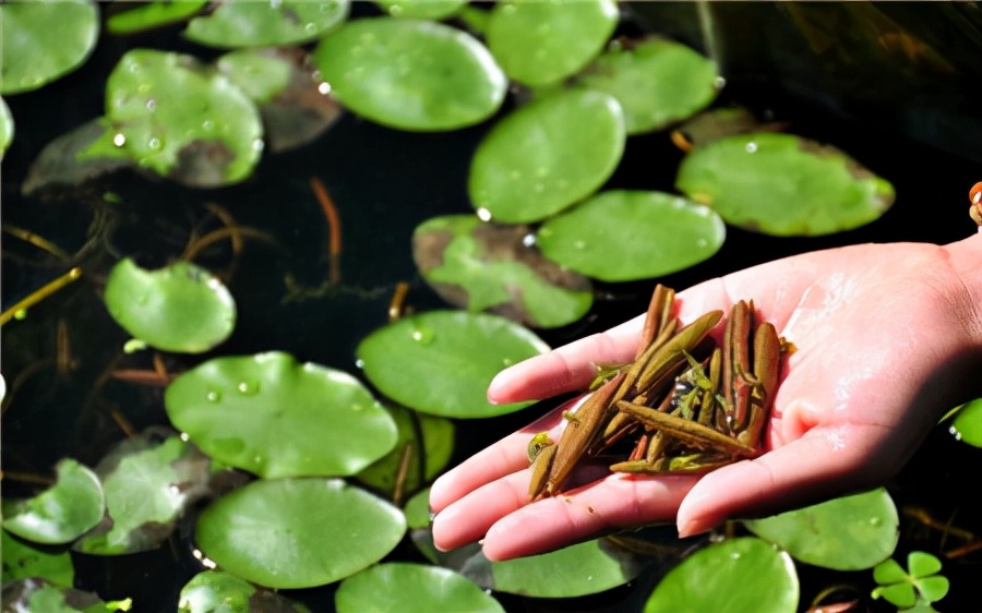 农村常吃的40种野菜你吃过几种呢,这10多种野菜你吃过哪些