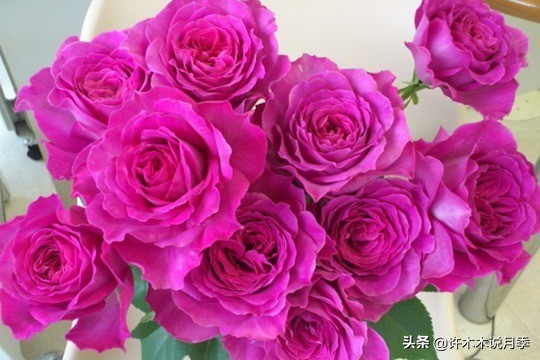 切花大全100种,鲜花大全50种花的花语