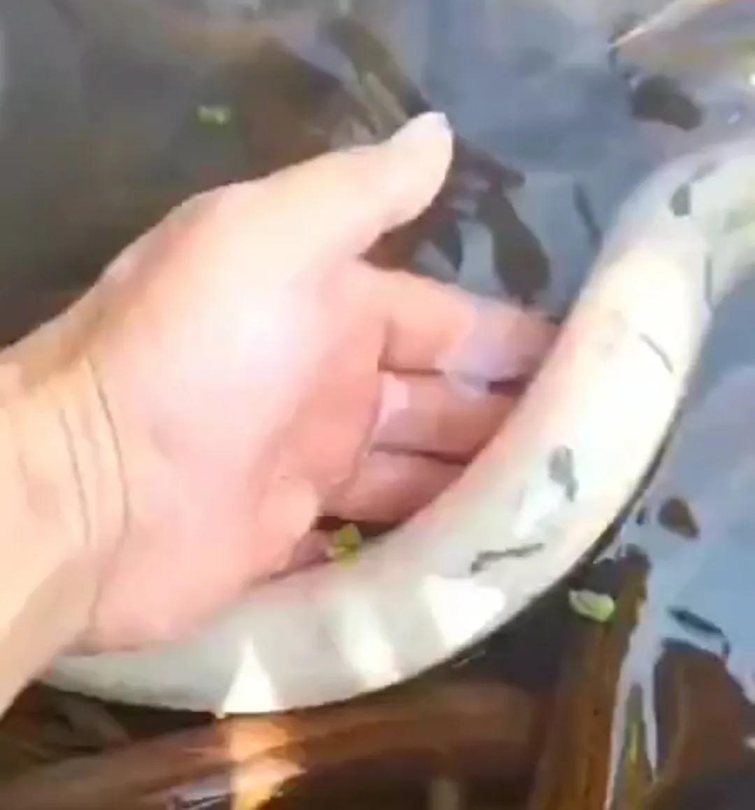 罕见！湖南岳阳大爷河边抓起一条“白娘子”，路人劝说：放了吧