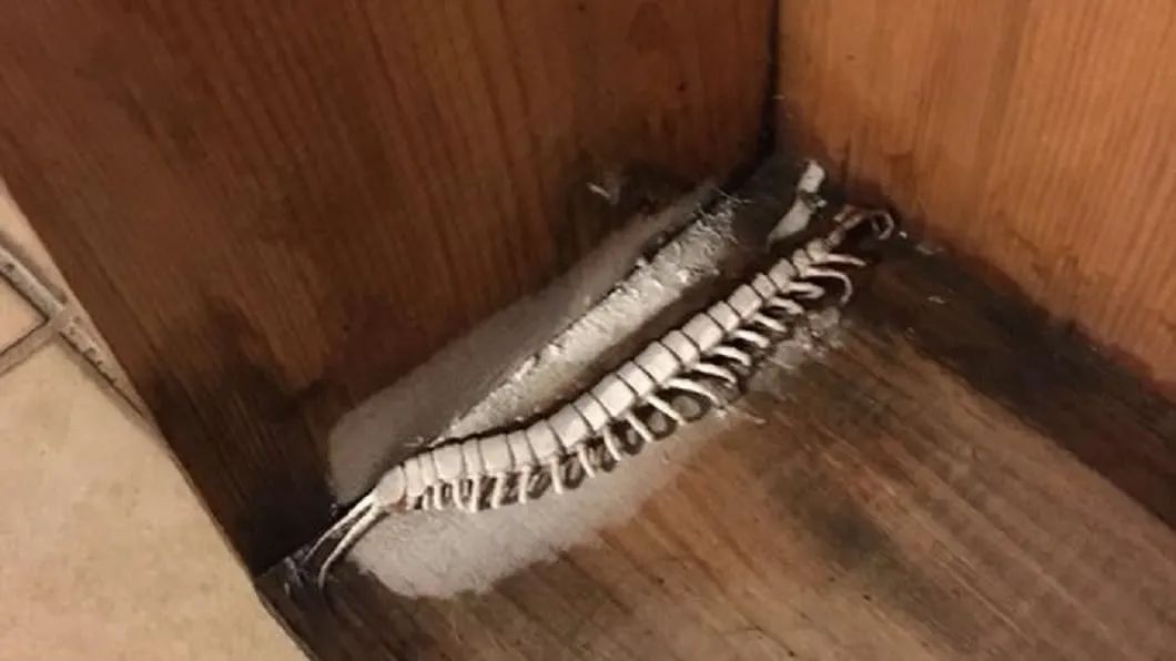 在南方大蜈蚣面前，南方大蟑螂简直不堪一提