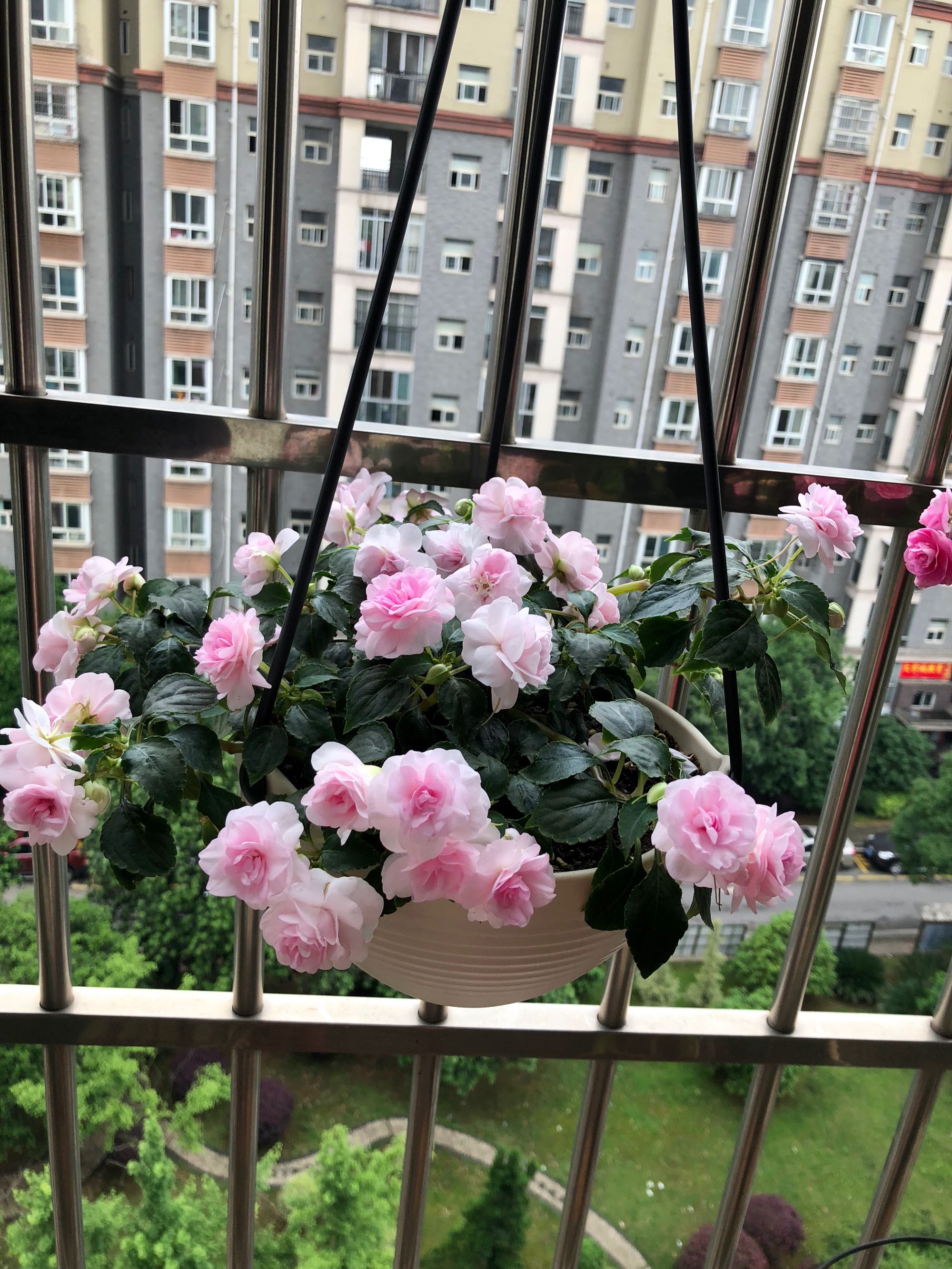 365天都开花名贵的盆栽,365天开花不断的花卉