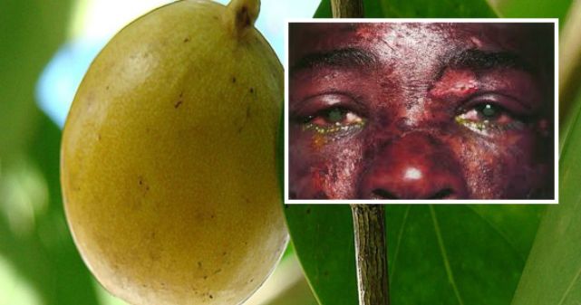 违反进化规则？这树从果实到树干都是致命毒素，不让动物传播种子