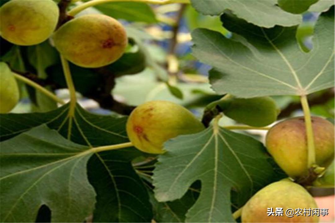 种植无花果的前景如何,种植无花果树的三个关键要点