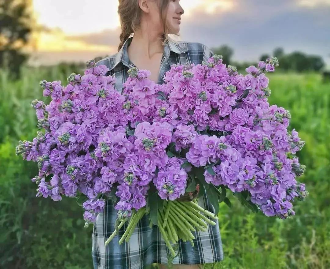 紫罗兰凯斯系列来了！早花百搭带芳香，轻松实现你的切花自由梦