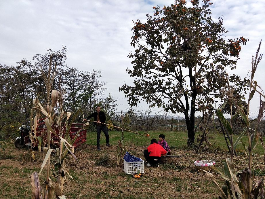 看农村是怎样采摘柿子的,采摘柿子全过程