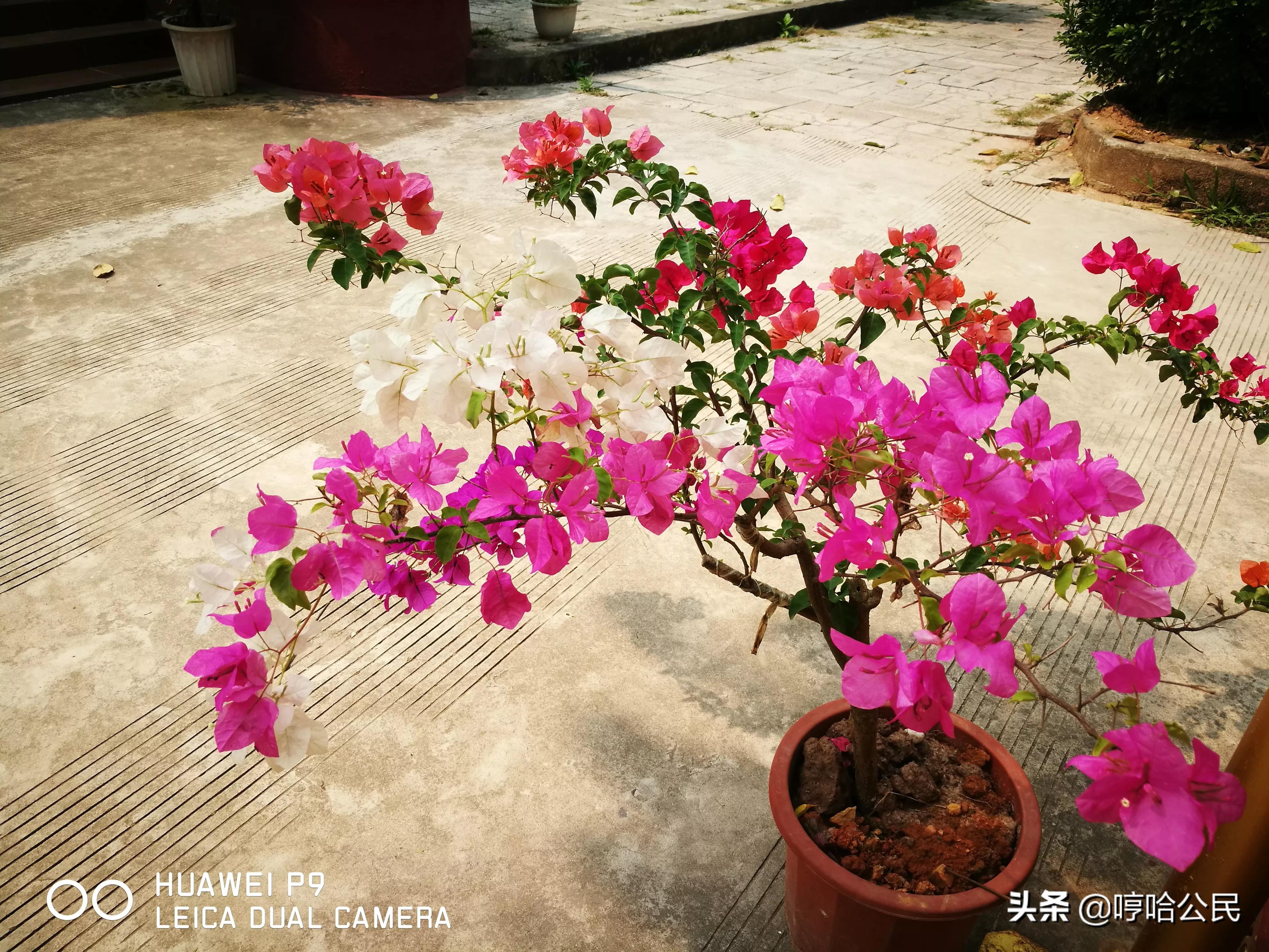 华为p9现在还值得入手吗,华为p9系列历代