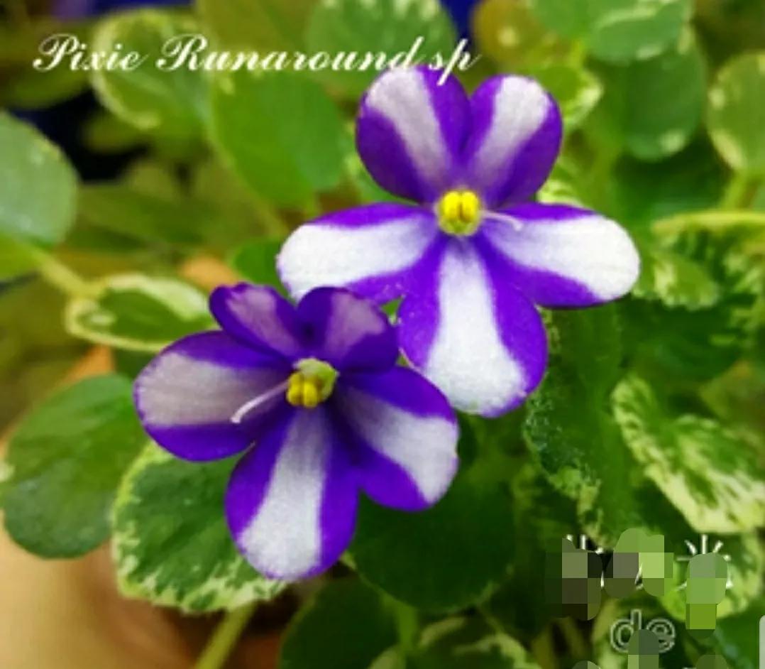 芳踪难觅濒危花!清新治愈篇:沙漠高原是吾家,豹子花的春天来了