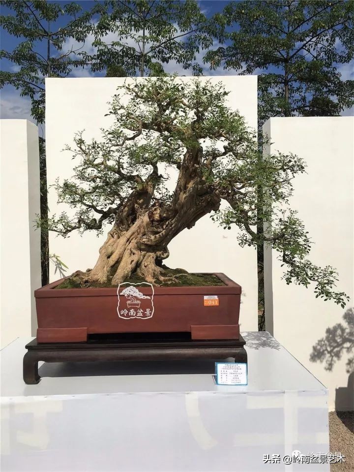 骞哥涔呬箙鐢滅敎铚滆湝,骞哥涔呬箙