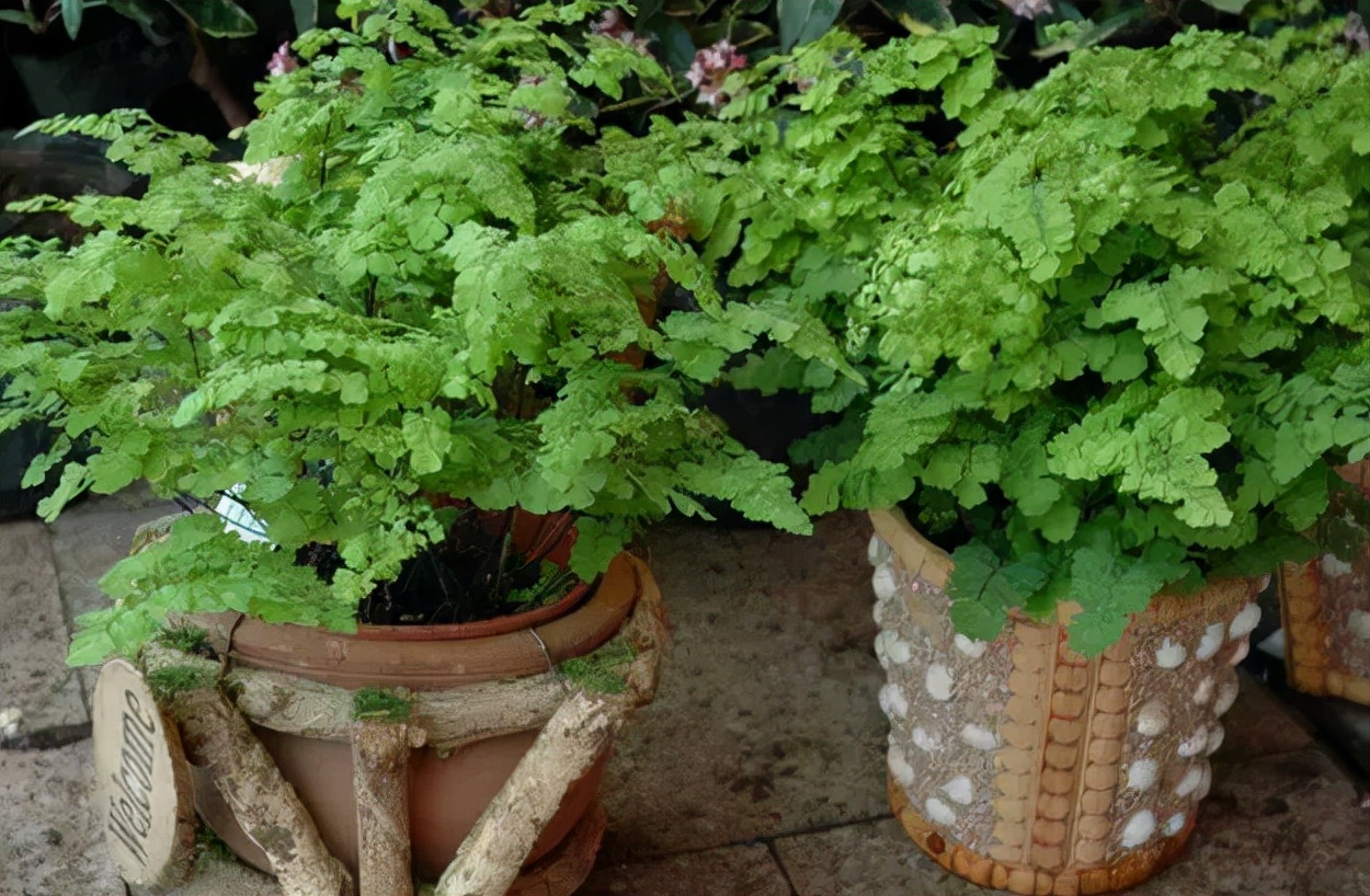 吸甲醛的绿植哪些最好,吸甲醛的绿植哪些最好养活