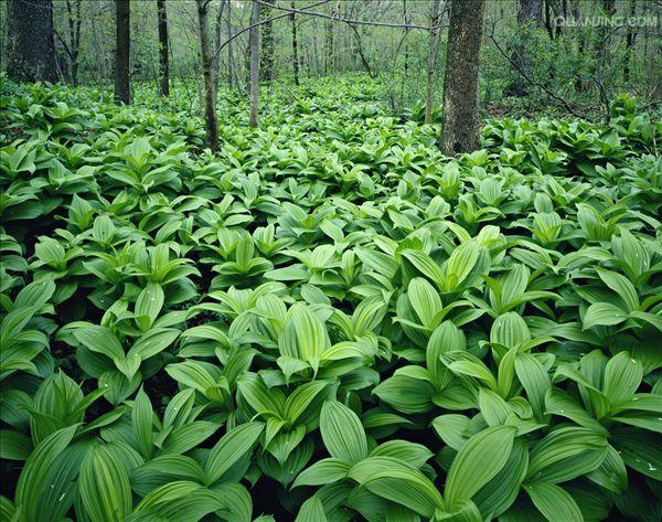 与藜芦相似的植物,藜芦植物