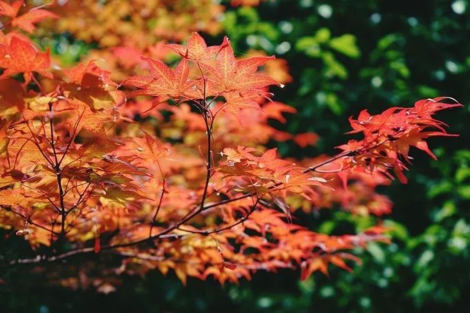 不一样的大阪三日游，瑠璃一束光，值得一来再来