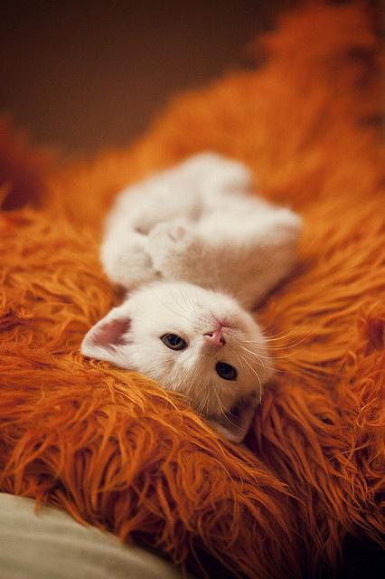 猫咪也比较懒,猫咪为什么白天睡觉晚哼唧