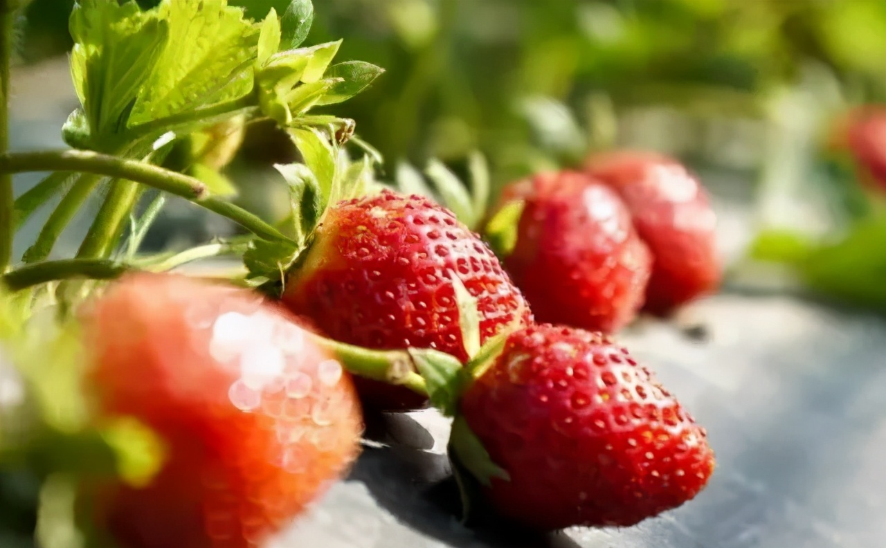 苏州西山十大知名农家乐有哪些,带你走一走苏州的太湖边农家乐