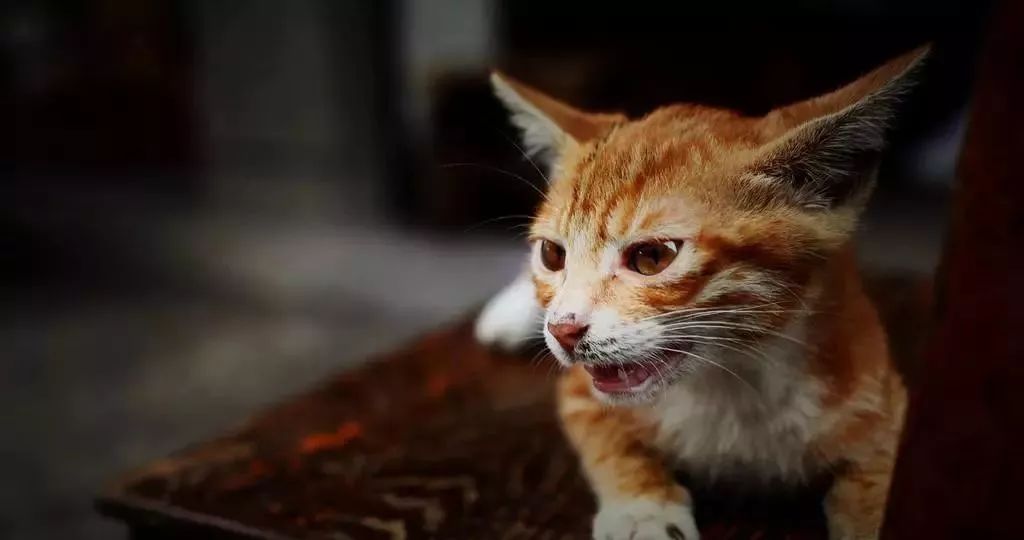 猫咪爱吃异物怎么办?如何纠正猫咪的异食症?