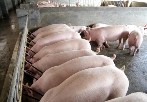 肥猪拉粪便干硬怎么治,100斤肥猪喘腹式呼吸什么原因