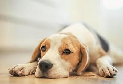 狗狗突然吃饭从快变慢,狗狗突然不吃饭身上还有味道