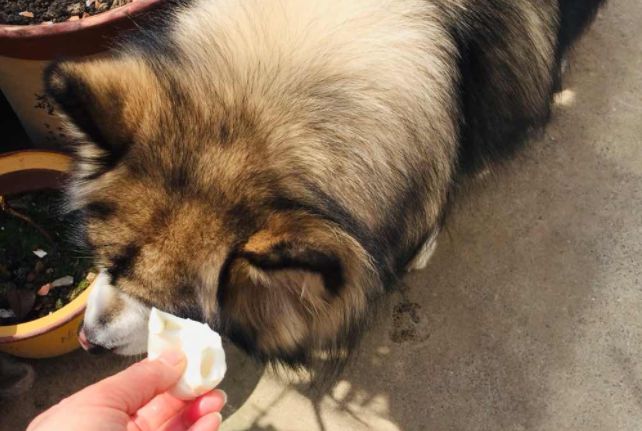 狗狗能不能吃溏心鸡蛋,狗狗肾衰竭可以吃鸡蛋吗