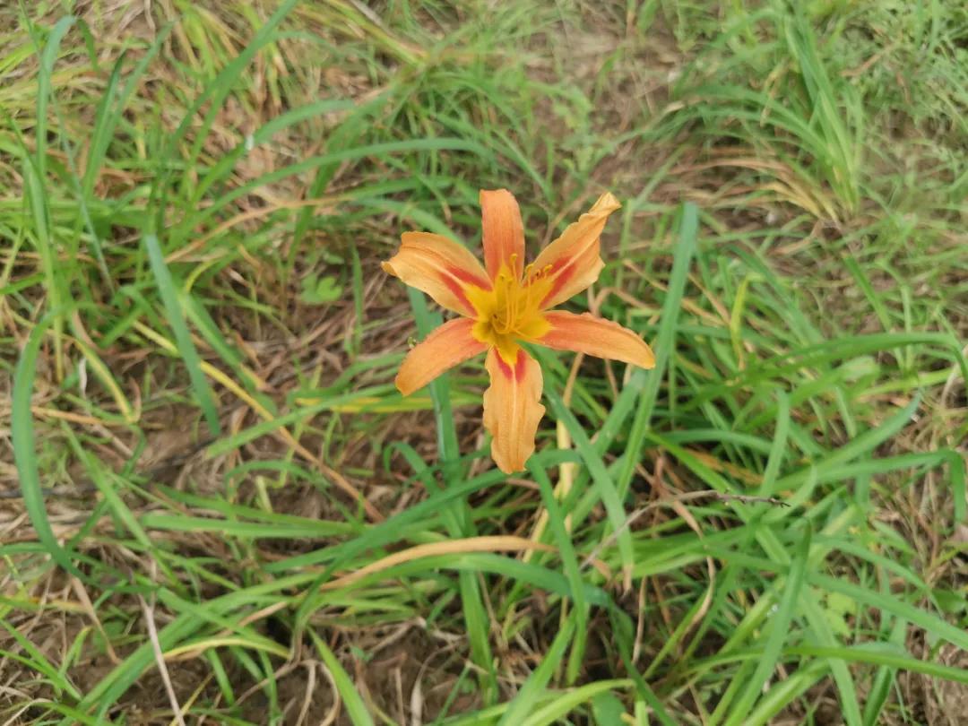 适合点缀草坪的植物,不需要光的地被植物