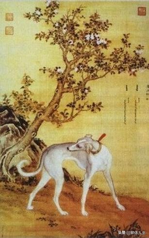 长安十二时辰陕西细犬,关中细犬