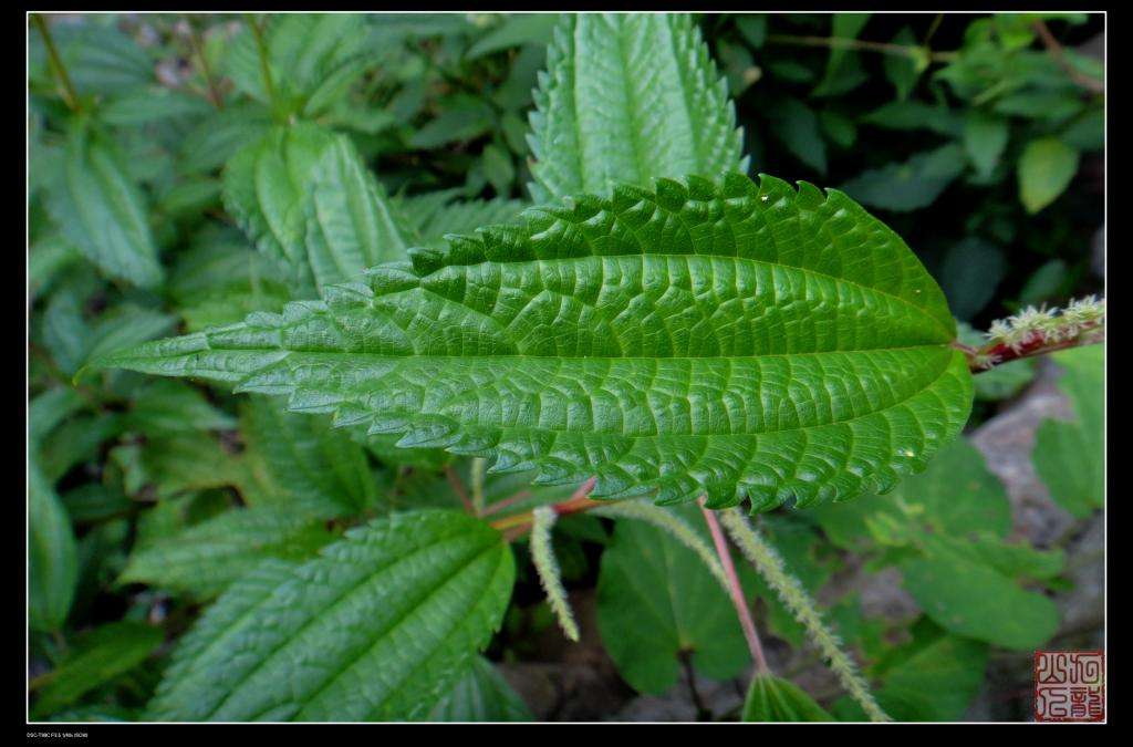 棉麻的了解,丝麻棉麻亚麻苎麻的区别