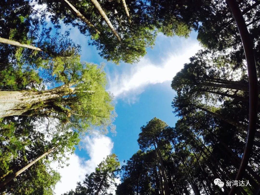阿里山风景优美令人神往的好地方,阿里山有多美