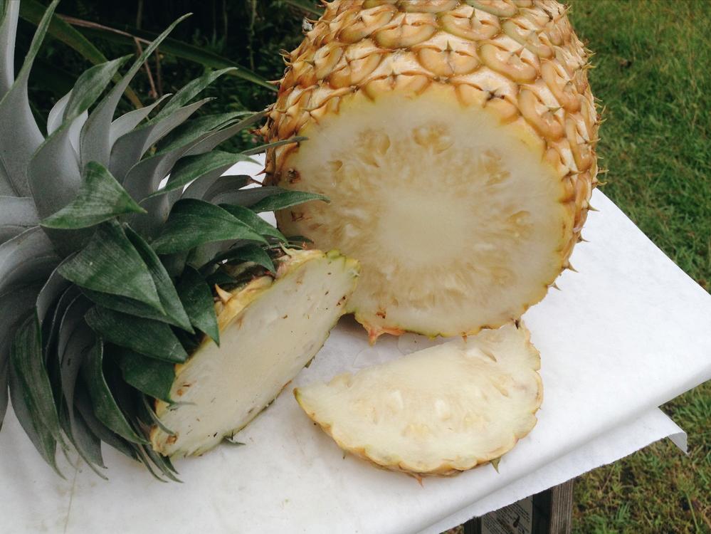 口感最好的凤梨菠萝,菠萝有哪些好吃的