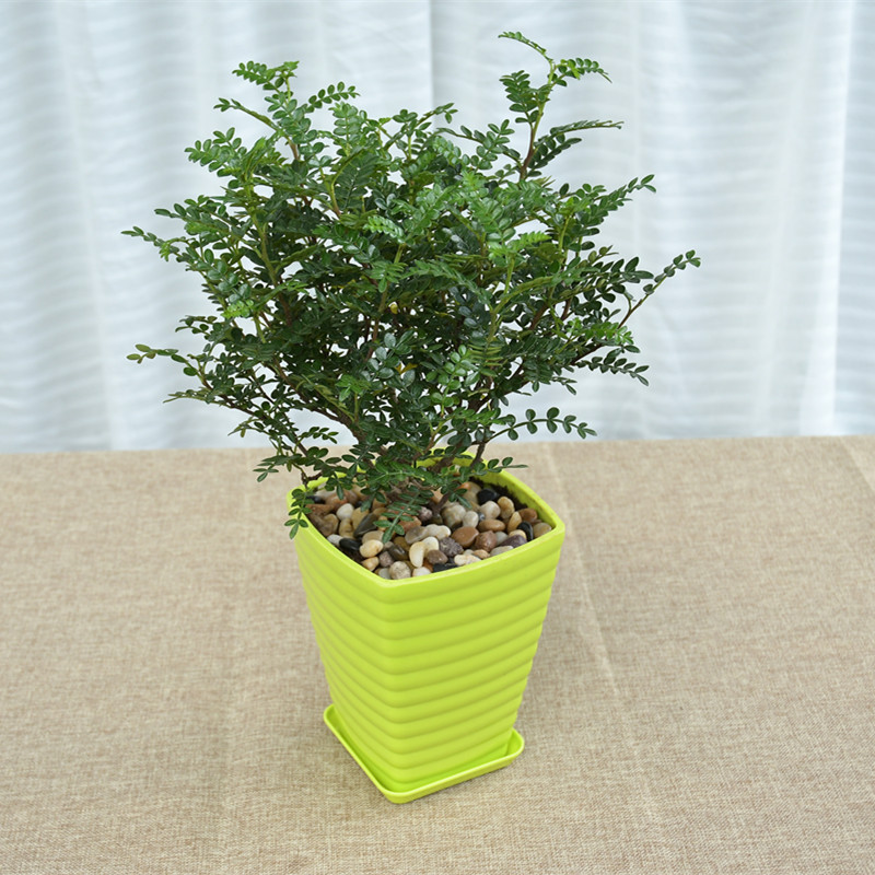 100种绿植大全,50种盆栽绿植花卉大全