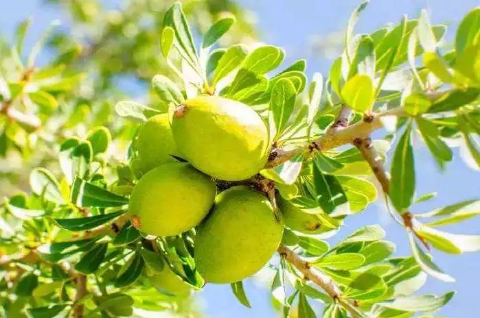 泰国teechda素颜霜,泰国素颜霜排行榜第一名遮瑕效果