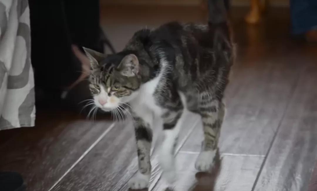 猫咪走失一个月又回来了,猫咪失踪15年后终于找到了吗