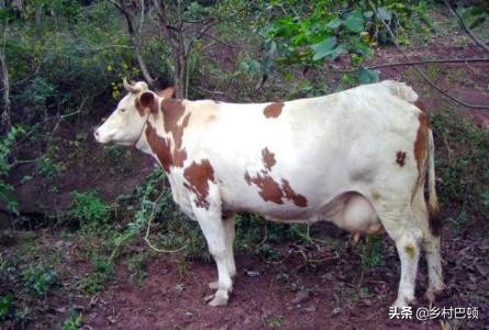 牛布氏杆菌病的诊断与防治方法,牛布氏杆菌怎么治疗最好