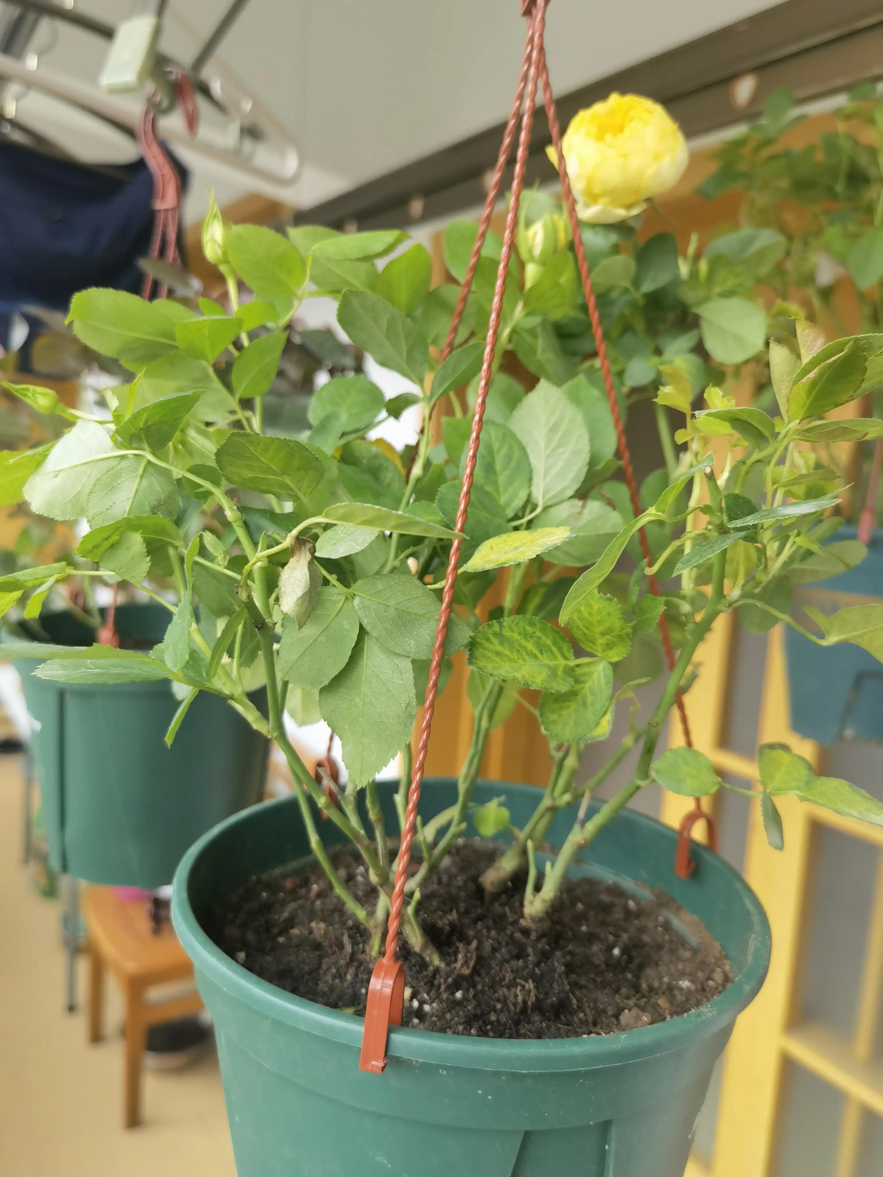 月季怎么买靠谱,月季开箱