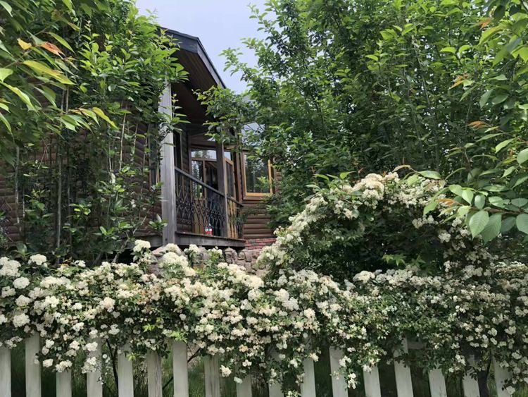 临沭冠山银杏树,临沭冠山道教