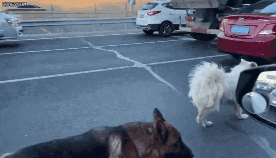 两只狗狗在五环车流中穿梭,前爪脚垫裂开!接下来一幕动人——