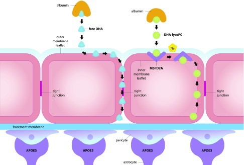dha真的对孩子大脑有帮助吗,dha真的对孩子大脑有帮助