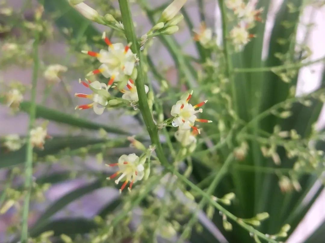 90岁的阿婆，养了株20年的龟背竹，冲上三层楼！霸气镇宅！