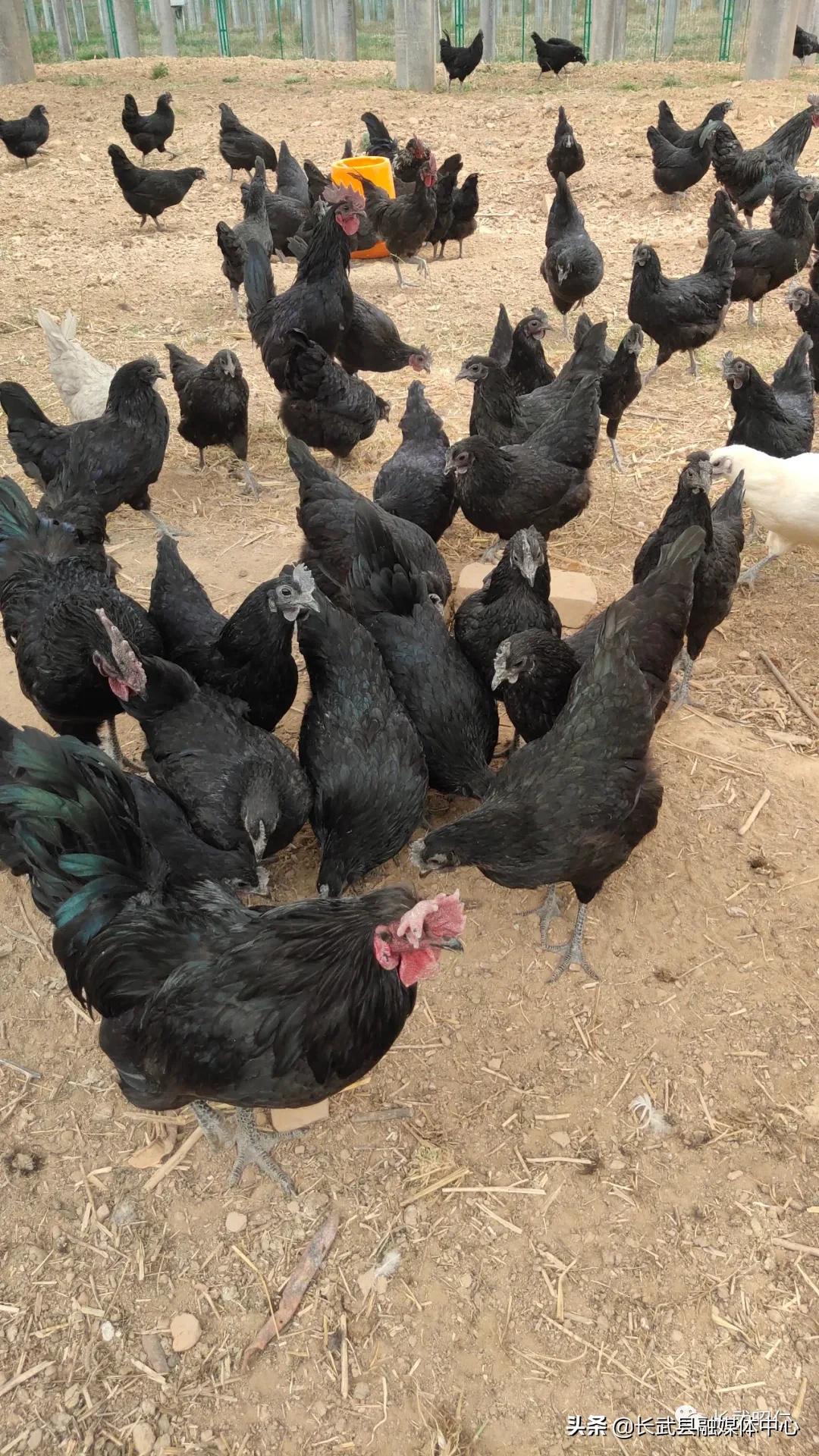 香椿炒鸡蛋的营养价值,冻过的香椿怎样炒鸡蛋