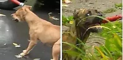 男子被一条狗疯咬,男子被狗追咬全身缝300多针